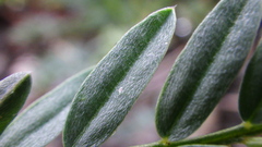 Astragalus laxmannii