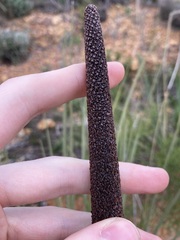 Xanthorrhoea drummondii