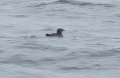 Cerorhinca monocerata