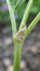 Astragalus laxmannii