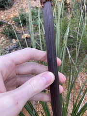 Xanthorrhoea drummondii