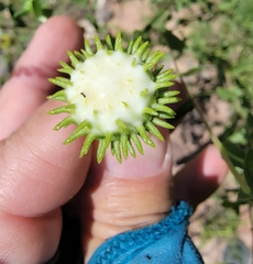 Grindelia nuda aphanactis
