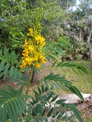Senna marilandica