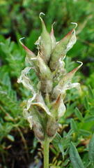 Astragalus laxmannii
