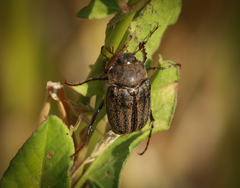 Phyllophaga lanceolata