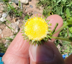 Grindelia nuda aphanactis