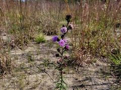 Liatris novae-angliae