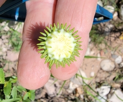 Grindelia nuda aphanactis