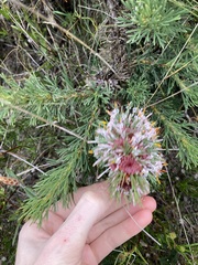 Isopogon asper