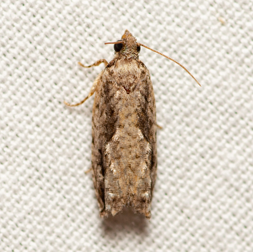 Pecan Bud Moth photo 5