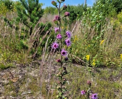 Liatris novae-angliae