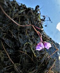 Utricularia purpurea