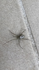 Leucauge dromedaria