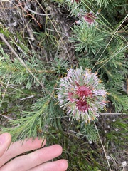 Isopogon asper