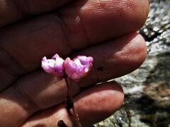 Utricularia purpurea