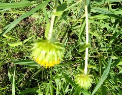 Grindelia nuda aphanactis