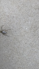 Leucauge dromedaria