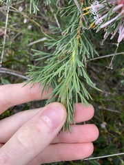 Isopogon asper
