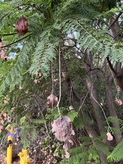 Jacaranda mimosifolia