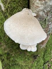 Pleurotus dryinus