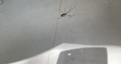 Leucauge dromedaria