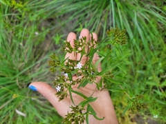 Stevia serrata