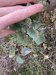 Hakea conchifolia
