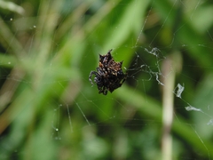 Gasteracantha cancriformis