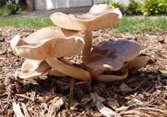 Pluteus