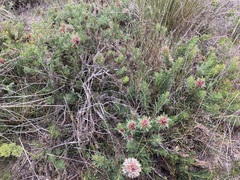 Isopogon asper