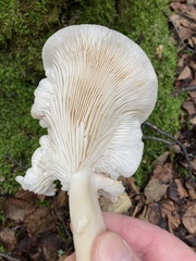 Pleurotus dryinus
