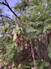 Jacaranda mimosifolia