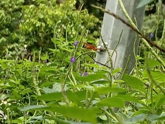 Neurothemis fluctuans