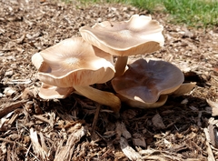 Pluteus