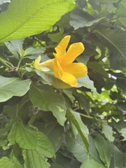 Tabernaemontana glabra