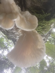 Pleurotus dryinus