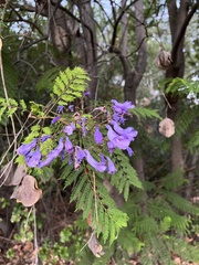 Jacaranda mimosifolia