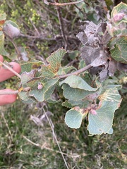 Hakea conchifolia