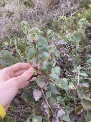Hakea conchifolia