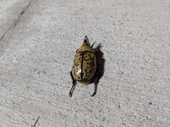Dynastes tityus