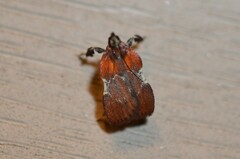Galasa nigrinodis