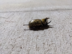 Dynastes tityus