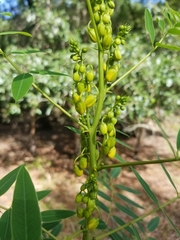 Senna marilandica