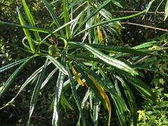 Cascabela thevetioides