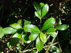 Ardisia cornudentata