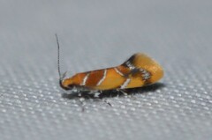 Epicallima argenticinctella