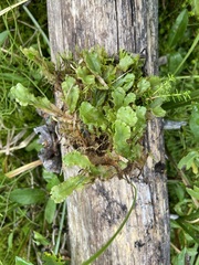 Marchantia polymorpha montivagans