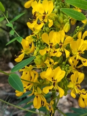 Senna marilandica