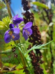 Polemonium
