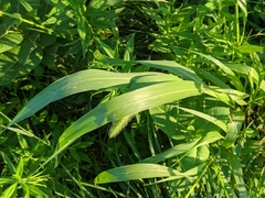 Setaria faberi
